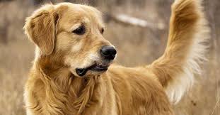 The golden retriever, an exuberant scottish gundog of great beauty, stands among america's most popular dog the golden retriever is a sturdy, muscular dog of medium size, famous for the dense. Der Golden Retriever Familienhund Aus Begeisterung The Goodstuff