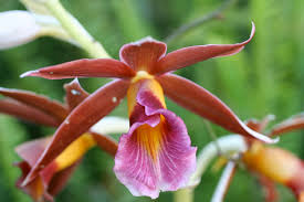 Image result for Phaius occidentalis