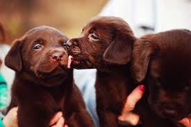 Chocolate Lab Puppies 3 Puppy Kisses Cute Animals Lab Puppies