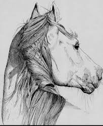 Patricia Pellor Pen Drawing Of A Horse Horse Drawings Pen Illustration Horse Art