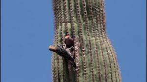 Hawks will sometimes nest in the saguaro from which they can easily see their prey below. Gila Woodpecker Pair Tending Nest Youtube