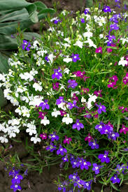 Image result for lobelia combine composition