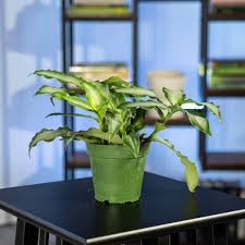 Image result for Murdannia stricta