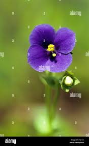 Image result for Exacum zombense