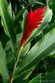 Shop devices, apparel, books, music & more. Learn About Ginger Flowers Kalani Tropicals