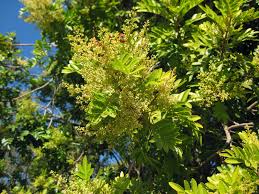 Image result for Triraphis schinzii