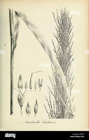 Image result for Arundinella