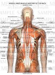 Learn everything about the neck anatomy with this topic page. Normal Anatomy Of The Deep Muscles Of The Back And Neck Medical Art Works