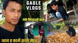Aaja Tw Kamai Kam Matra || Gaule Vlogs || Ep