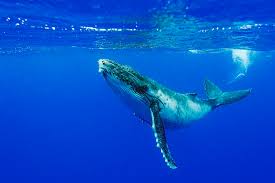 We offer an extraordinary number of hd images that will instantly freshen up your smartphone or. Humpback Whale Calf Photograph By Christopher Swann Science Photo Library