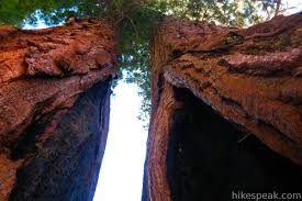 Maybe you would like to learn more about one of these? North Grove Big Trees Trail Calaveras Big Trees State Park Hikespeak Com