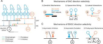Motion perception is the process of inferring the speed and direction of elements in a scene based on visual, vestibular and proprioceptive inputs. Retinal Mechanisms For Motion Detection Oxford Research Encyclopedia Of Neuroscience