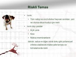 Kopeklerin Yeri Tirmalamasi