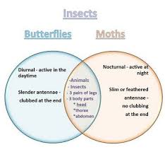 Learning Ideas Grades K 8 Venn Diagram Butterflies And Moths Venn Diagram Insect Activities Butterfly