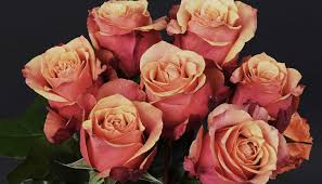 David austin was honoured to name this rose after princess alexandra, who is a cousin to queen. David Austin Roses Just Roses Rose Specialists Rose Garden Centre