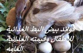 فوائد بيض البط الغذائية للاطفال وقيمته الغذائية العامه duck eggs garden sculpture duck