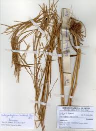 Image result for Bewsia