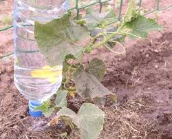 ✔【installation facile systeme arrosage goutte a goutte】tuyau arrosage goutte a goutte installation facile, le spray d'arrosage de jardin à utilisation automatique assure beaucoup de plaisir lors de l'installation et vous avez un merveilleux système de refroidissement ou un système. Concombres D Irrigation Goutte A Goutte Bouteilles En Plastique Avec Leurs Propres Mains Photo