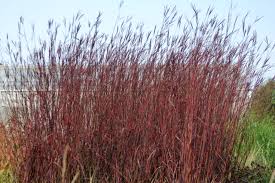 Image result for Andropogon
