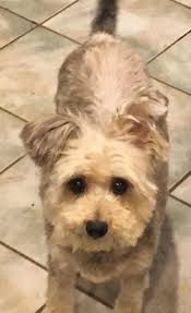 Anyone missing this dog ? Found near skelton libary