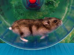 La Migliore Ruota Per Criceto 2023 - The Pet Life
