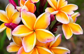 Check out this wedding flower checklist for all the other times you might want to use fresh blooms at your event. 5 Wedding Flowers Of The Indian Ocean Constance Hotels And Resorts