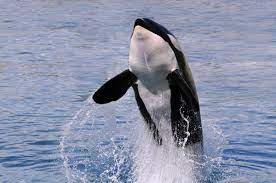Mammals - Mammals - Animal Encyclopedia