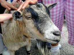 Maybe you would like to learn more about one of these? Oba Farms Mobile Petting Zoo Dallas Texas Mobile Petting Zoo Party Dallas Tx Farm Animal Petting Zoo Dallas Fort Worth Texas Farm Animals