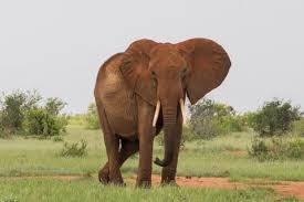 855 am wed aug 26 2020 (nairobi time.) Seasons In Kenya Weather And Climate