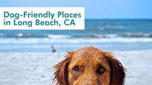 See 4,379 tripadvisor traveler reviews of 96 seal beach restaurants and search by cuisine, price, location, and more. Dog Friendly Places In Long Beach Ca Showmehome Com