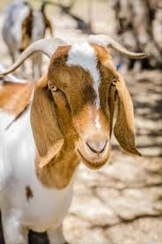 Would You Like To Tango Hello There I M One Handsome Goat Looking For My New Home At The Townsville Rspca Centre I D Be S Animal Rescue Adoption Animals