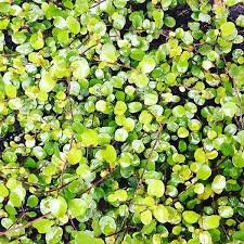 Pp ground cover (weed mat). Best Ground Cover Plants For Uk Gardens Paramount Plants