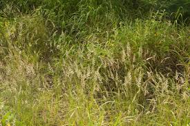 Image result for Enneapogon cenchroides