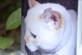 Voter registration form mailed to family's long-dead cat