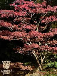 We specialize in tree trimming,… 22. Ornamental Tree Shaping Arborist Prime Tree Service West Bloomfield