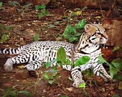 Sein vater konnte das raubtier vertreiben. Raubkatzen In Costa Rica
