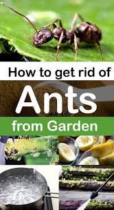 7 Natural Ways To Get Rid Of Ants How To Get Rid Of Ants Get Rid Of Ants Ants In Garden Rid Of Ants