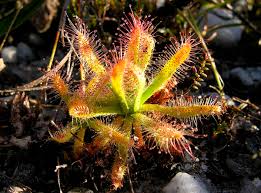 Image result for Droseraceae