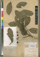 Image result for Shirakiopsis elliptica