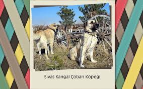 Sivas Kangal Coban Kopegi Buyuk Sivas Haber Sivas Haberleri Haberler Guncel Yerel Haberlerbuyuk Sivas Haber Sivas Haberleri Haberler Guncel Yerel Haberler