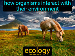 Ecology Ecology Science Flashcards Flashcards