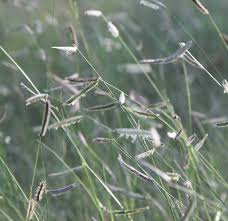 Image result for Cayratia gracilis