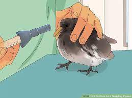 3 Ways To Care For A Fledgling Pigeon Wikihow Pet Pet Pigeon Baby Bird Food Pigeon