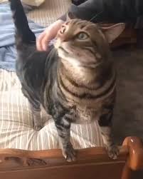 Sound Activated Video In 2020 Funny Animal Videos Funny Cute Cats Cute Funny Animals