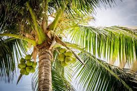 Palm, coconut, keora, agar, also grow in some parts of the delta. 27 Incredible Facts About Coconuts Fact City
