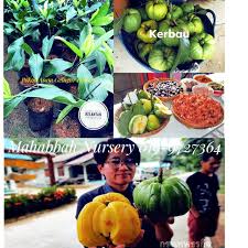 Nikmatnya makan buah asam gelugur langsung dari atas pohonya mp3 duration 5:39 size. Pokok Asam Gelugur Kerbau Buah Besar Shopee Malaysia