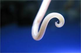 De.de informiert die besucher über themen wie fluglinie und schmuck. Parasit Doccheck Flexikon