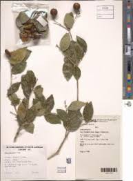 Image result for Strychnos lucens