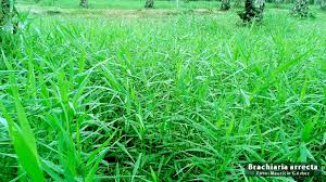 Image result for Urochloa arrecta