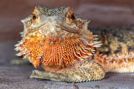 Red Bearded Dragon For Sale | Baby Red Bearded Dragons For Sale